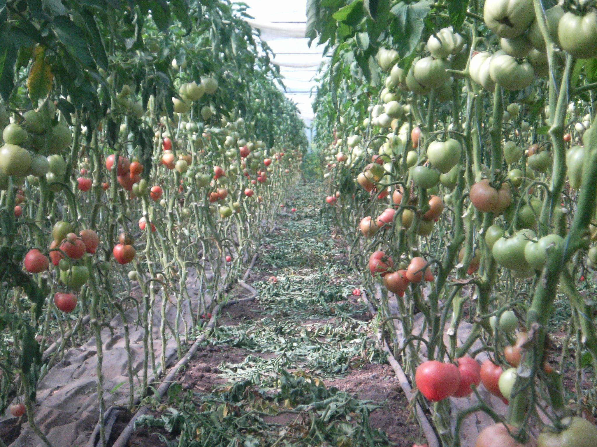 Гидропонные установки для выращивания томатов купить в москве