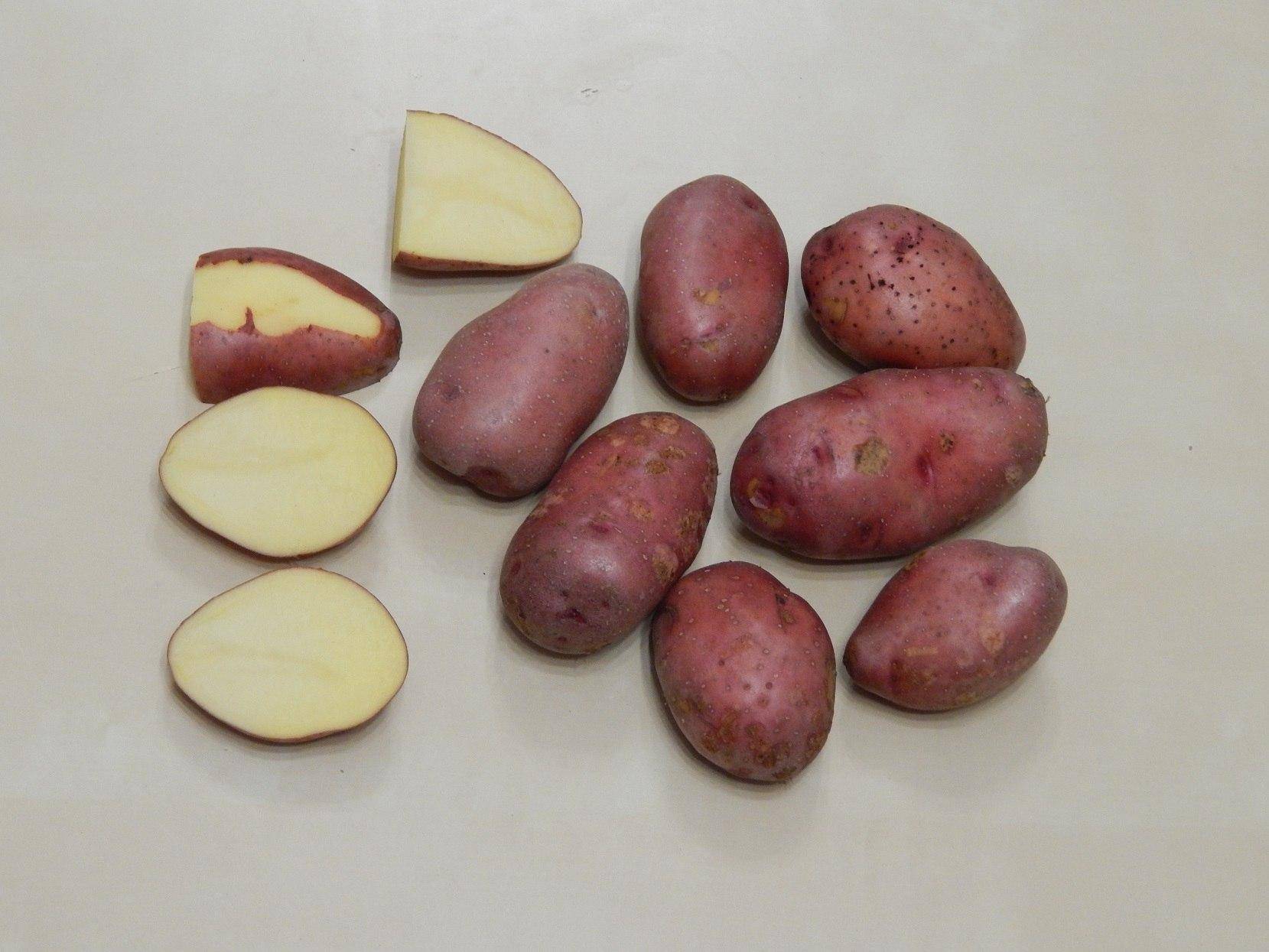 ᐉ сорта картофеля для волго-вятского региона: список - roza-zanoza.ru