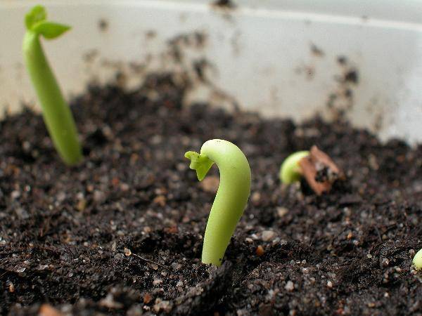 Выращивание адениума из семян в домашних условиях: почва, полив, пересадка