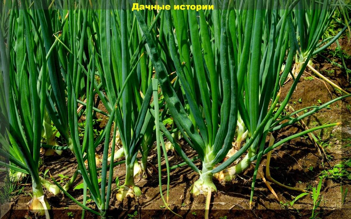 Лук на перо – выращивание в домашних условиях