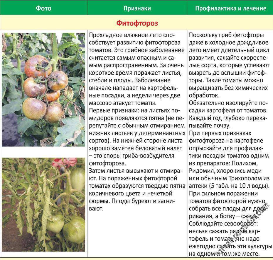 Трихопол от фитофторы на помидорах – лекарство в борьбе за урожай