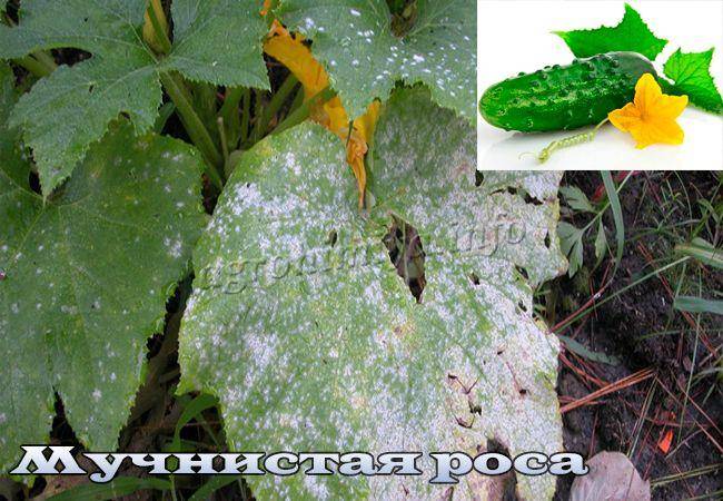 Огурцы: болезни и их лечение