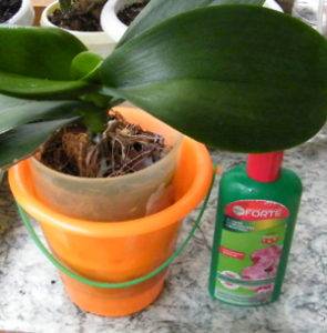 Виды удобрений, подходящих для орхидей, и способы их применения - orhibum.ru