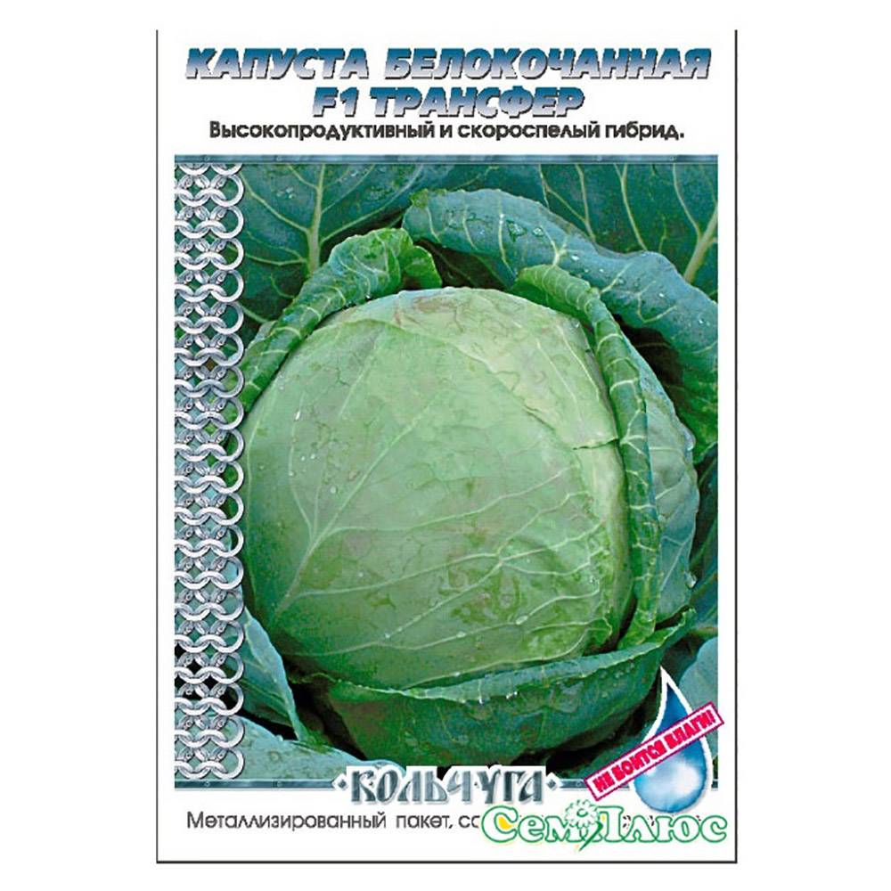 О капусте трансфер: описание раннего сорта, особенности выращивания