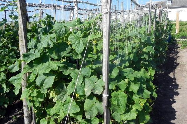 Огурцы: лучшие сорта для выращивания на северо-западе