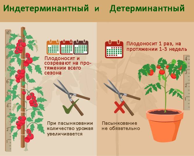 Детерминантные и индетерминантные сорта томатов - что это? - дачные советы.ру