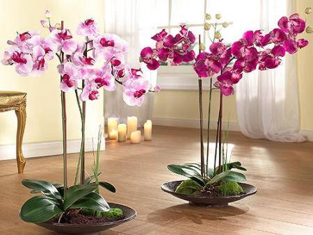Основные причины, почему сохнут листья у орхидеи фаленопсис