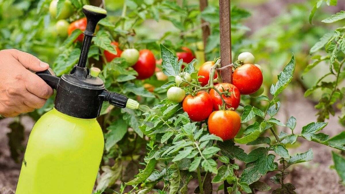Подкормка помидоров: какими народными средствами подкормить рассаду томатов в горшках и в теплице из поликарбоната, удобрения для открытого грунта