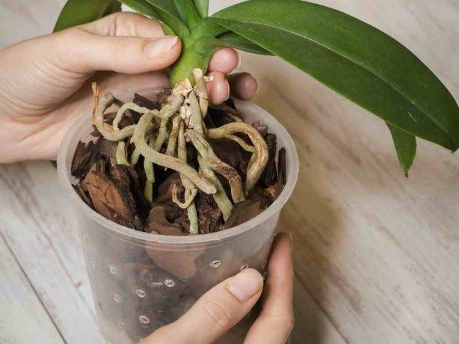 У орхидеи сохнут воздушные корни: спасаем растение