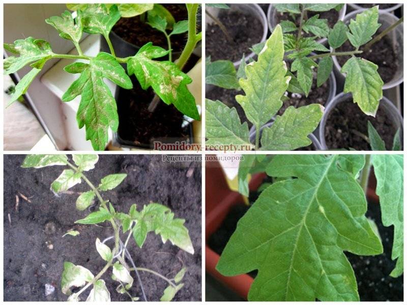 Пятна на листьях томатов: что делать, чем лечить, как предотвратить