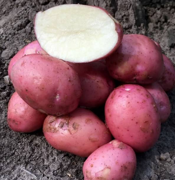 Самые урожайные сорта картофеля на сегодняшний день - сам себе сад