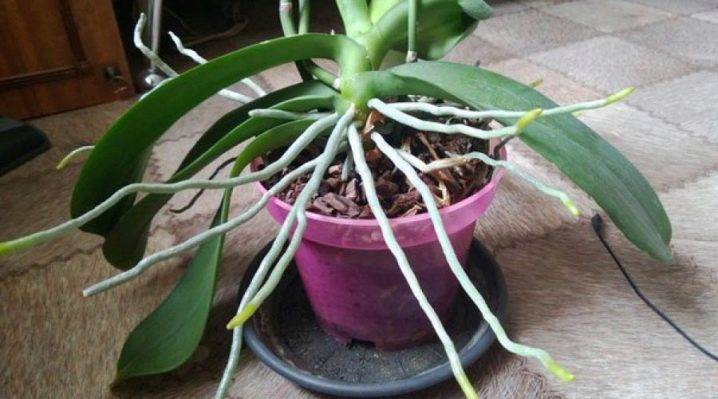 Что такое цветонос у орхидеи, как отличить его от корня и детки? нюансы ухода в период образования бутонов