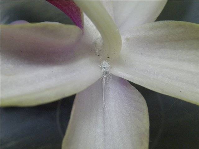 На орхидее появился клещ (31 фото): как бороться с вредителями в домашних условиях? описание паутинных и панцирных, белых и красных  клещей