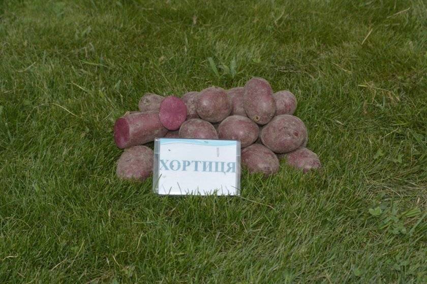 Картофель лапоть - описание сорта с фото, посадка и уход
