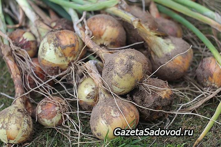 Когда убирать лук с грядки на хранение посаженный под зиму и весной