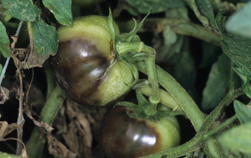 Методы лечения корневой гнили томатов – «черной ножки»