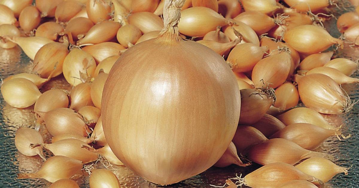 Многолетний лук: сорта и фото, посадка и уход, сбор и хранение урожая