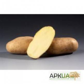 Картофель романце: описание сорта и характеристика, фото и отзывы, вкусовые качества