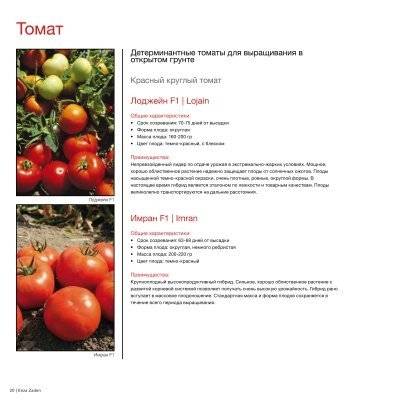 Томат лоджейн: описание, выращивание, уход и фото