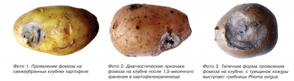 Болезни картофеля: описание, симптомы, лечение, профилактика