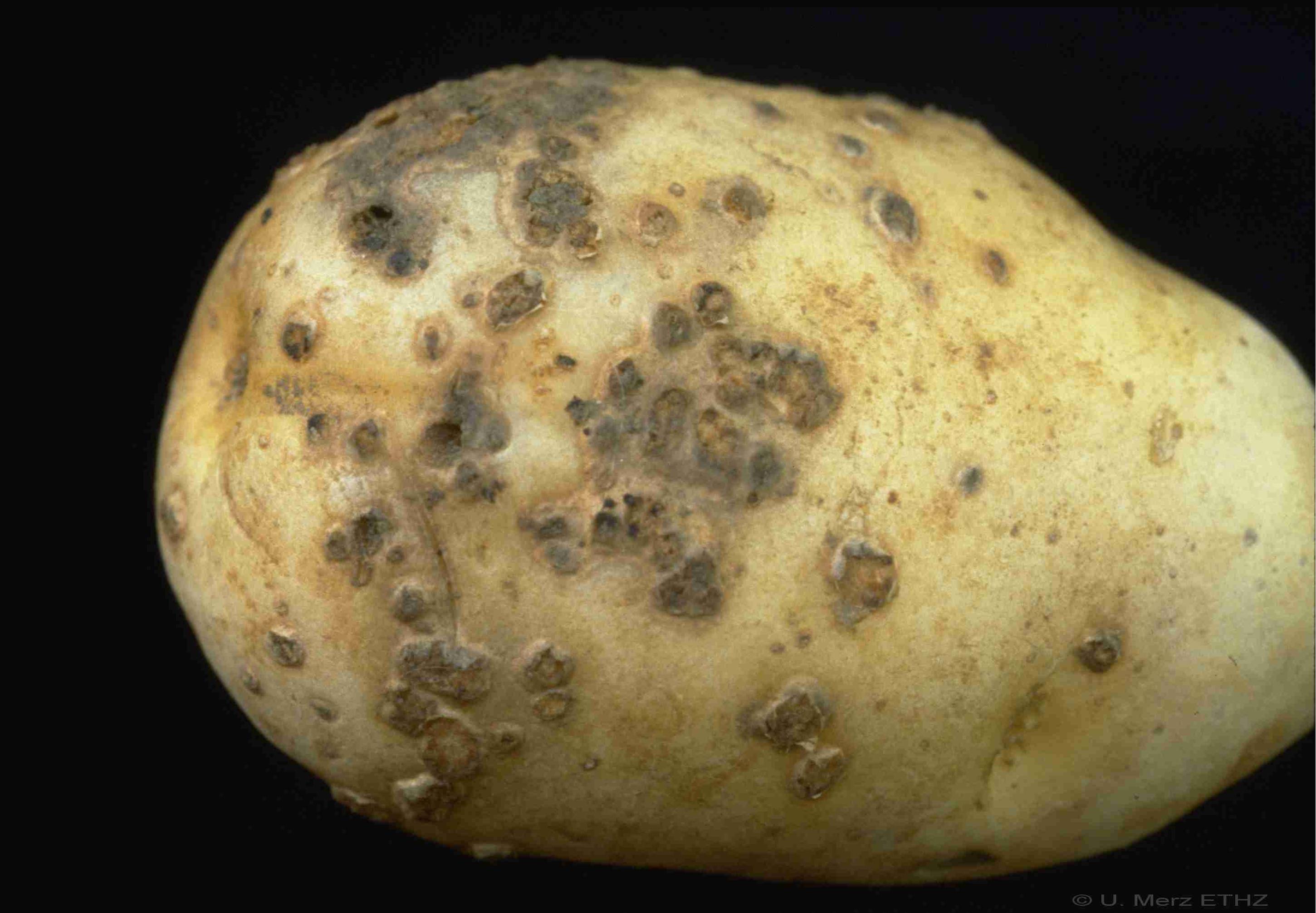Болезни картофеля — как распознать вредителя, и какие меры предпринять