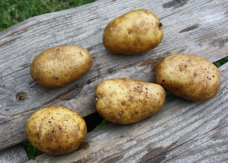 Картофель зекура – немецкое качество
