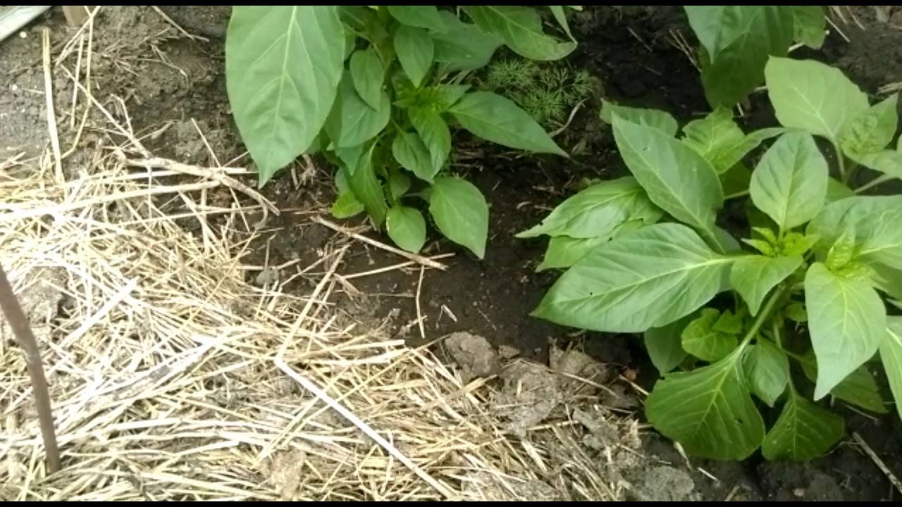 Подкормка перца для большого урожая: чем подкармливать, сроки