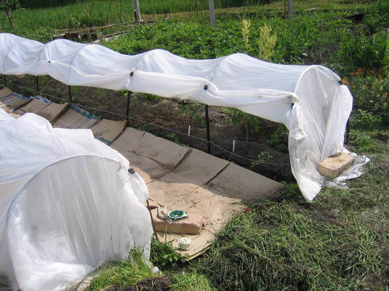 Как правильно вырастить помидоры в парнике: видео посадки, выращивание томатов под пленочными укрытиями