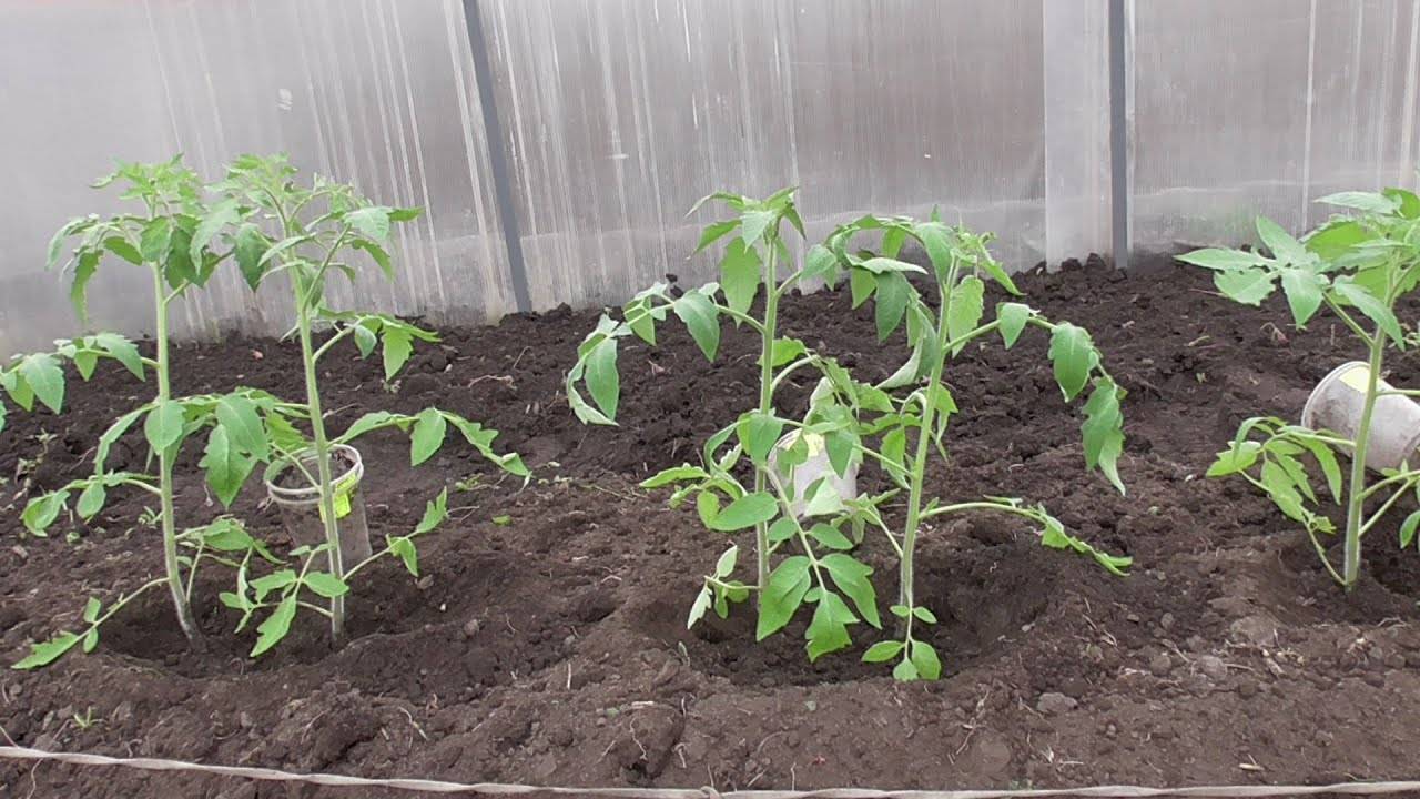 Выращивание томатов в теплице из поликарбоната – от посадки до урожая, как за ними ухаживать, видео