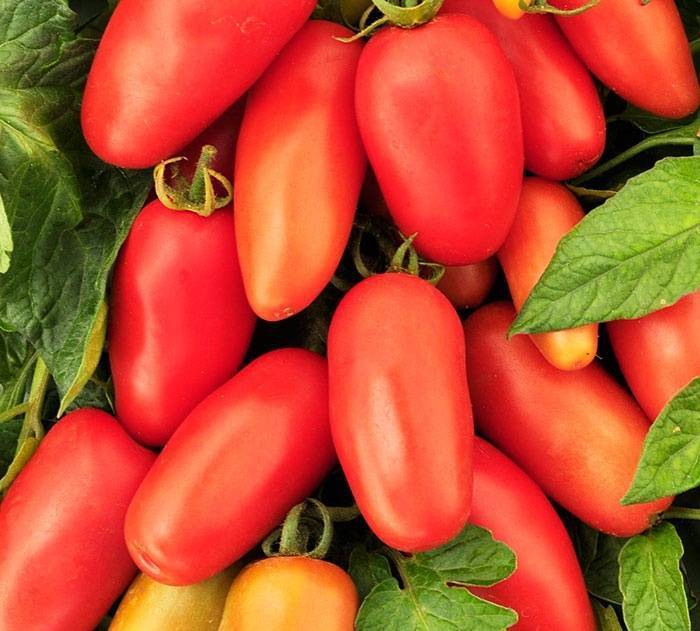 Характеристика и описание сорта томата московский деликатес, его урожайность