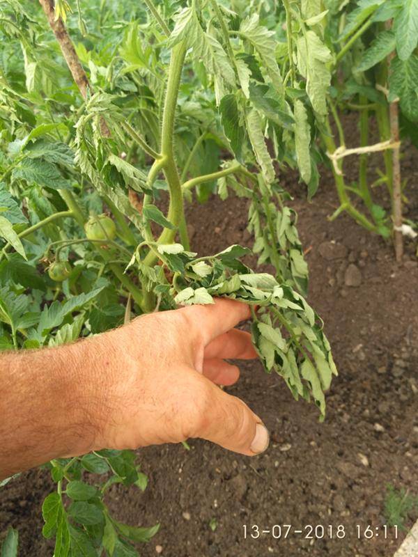 Что делать, если вянет рассада томатов: возможные причины, проблемы после пикировки, как помочь растениям, как не допустить повторного проявления
