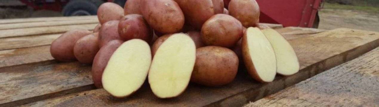 Картофель ред соня: описание сорта, фото, отзывы о вкусовых качествах и сроках созревания, особенности выращивания и хранения, характеристики урожайности