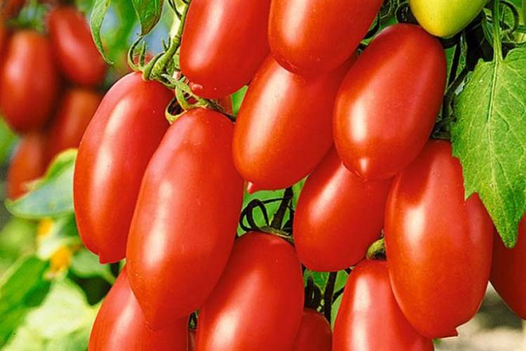 Описание сорта томата сахарные пальчики, его характеристика и урожайность