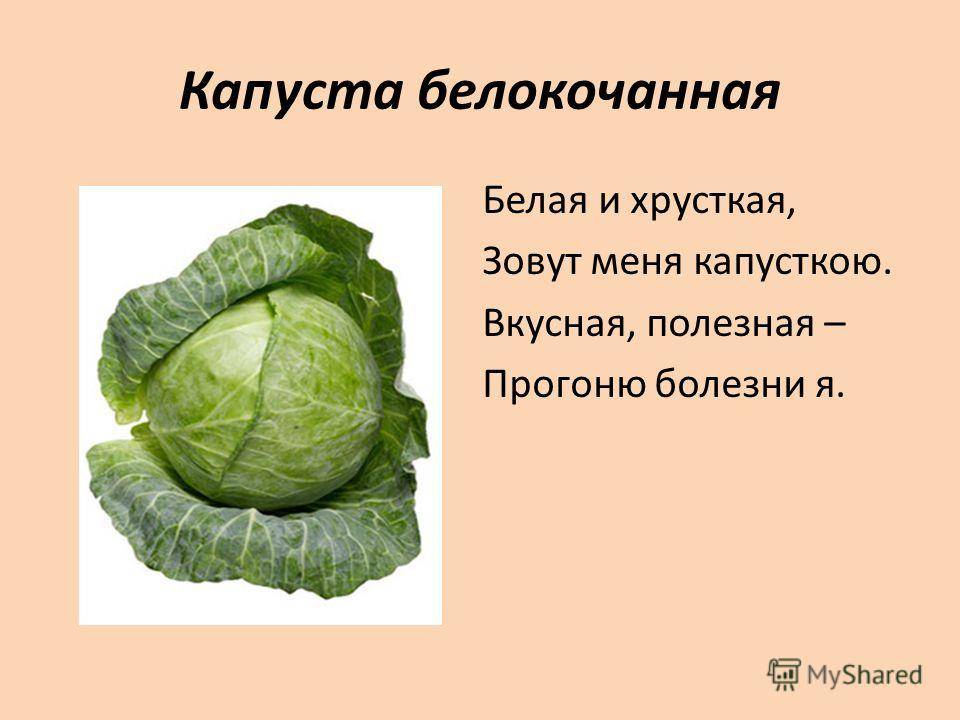 Полезные свойства капусты. Снегурочка капуста белокочанная. Систематика капусты белокочанной. Капуста белокочанная svoefermerstvo. Классификация капусты белокочанной биология.