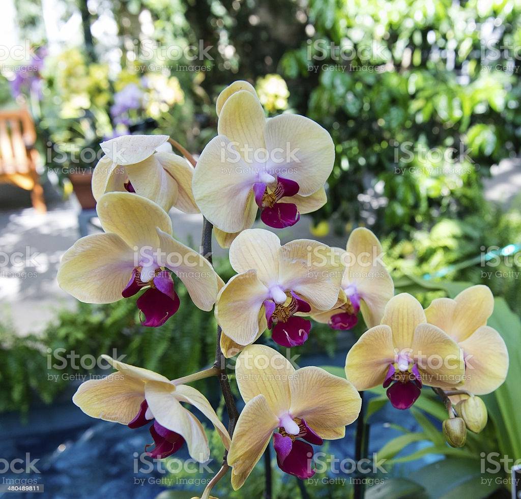 Прекрасная желтая орхидея фаленопсис — особенности ухода и фото растения