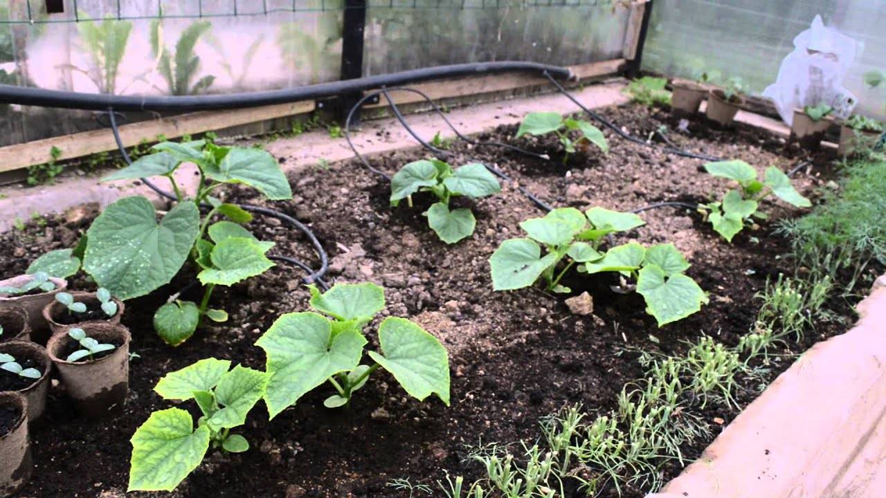 Инструкция, как вырастить большую тыкву на даче в открытом грунте: порядок действий и советы по получению крупноплодного урожая