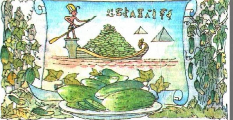 Как появился огурцы на руси