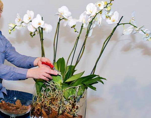 Сколько цветет орхидея фаленопсис в домашних условиях: когда, как часто и надолго ли можно продлить этот период времени в году, а также правильный уход