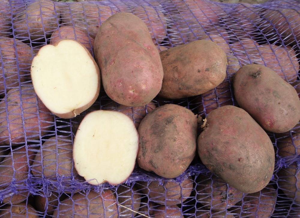 Картофель краса отзывы. Сорт картофеля Бельмондо. Сорт картофеля рокко. Картофель сорта рокко .Импала. Семена картофеля рокко.