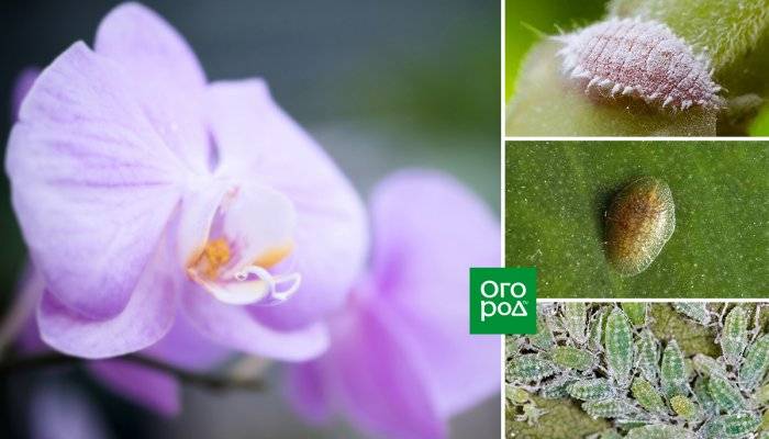 Как избавиться от мучнистого червеца на орхидее? 10 фото как с ним бороться в домашних условиях? чем можно обработать растение? лечение цветка химическими и народными средствами