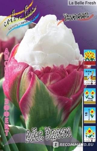 Тюльпан айс крим (мороженое): фото и описание, отзывы
