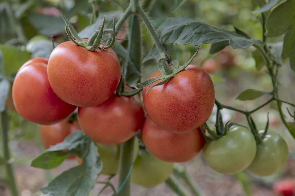 Лучшие сорта томатов на 2021 год: фото и описания