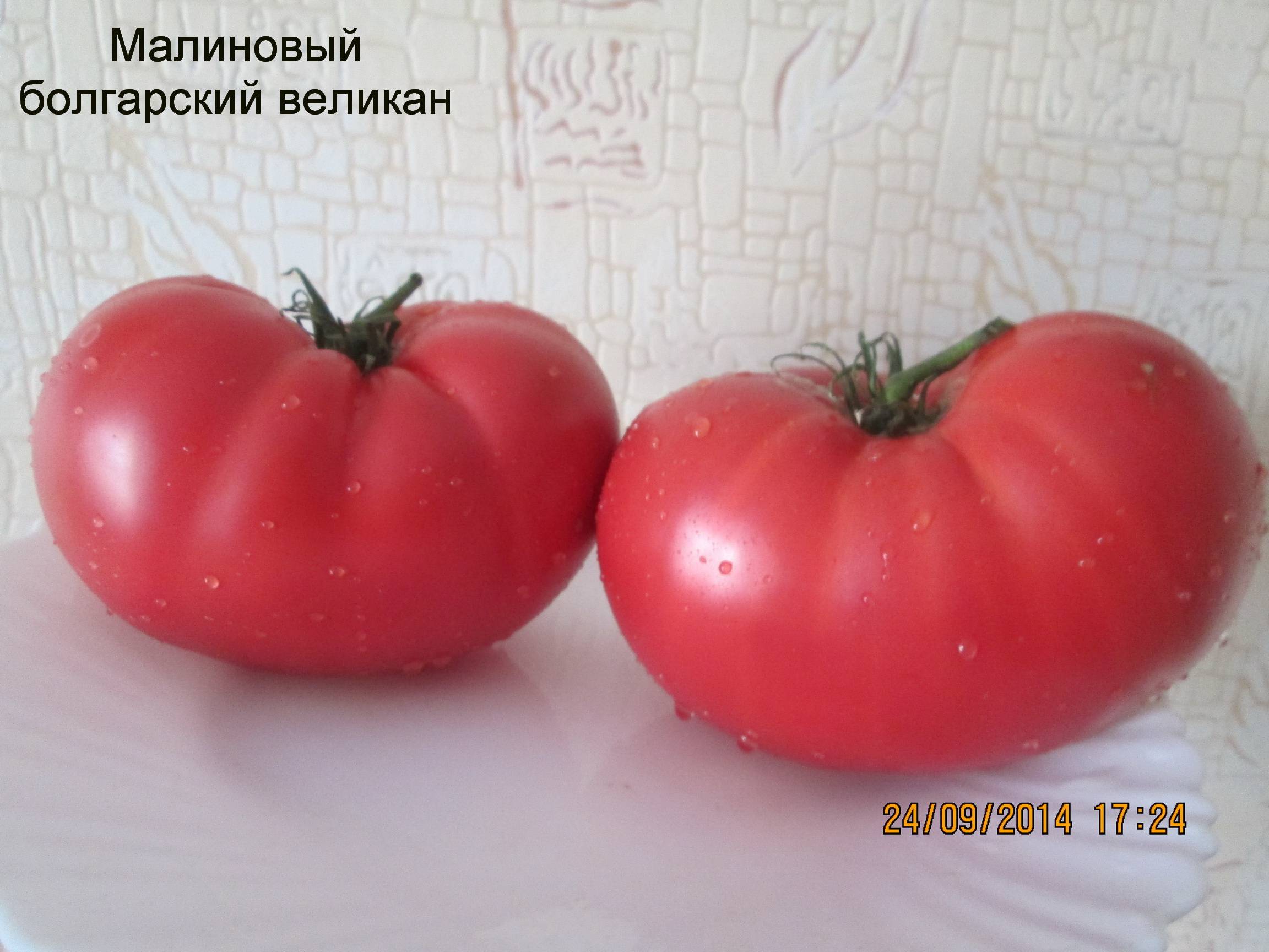 «малиновый гигант» — сорт помидор раннего срока созревания