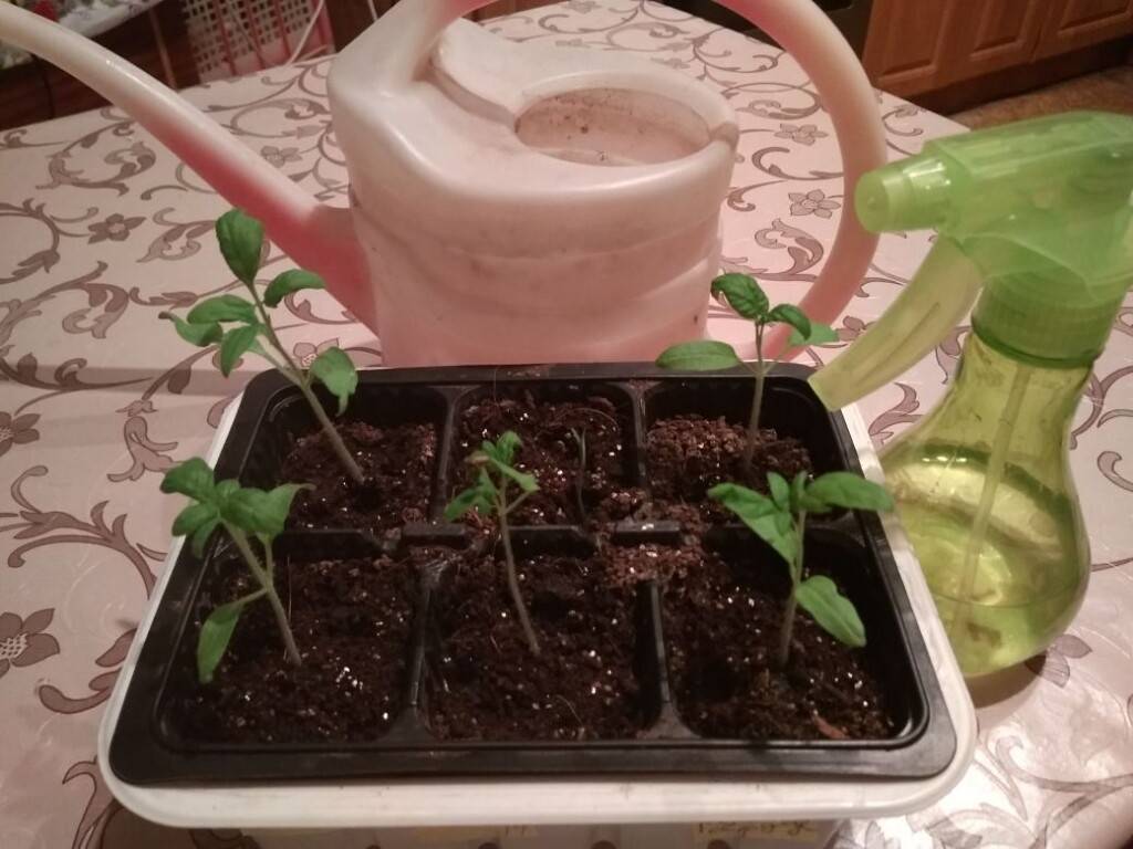 Сколько раз поливать рассаду помидоров на подоконнике