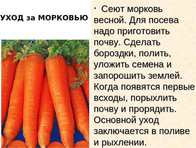 Как часто поливать морковь после посадки
