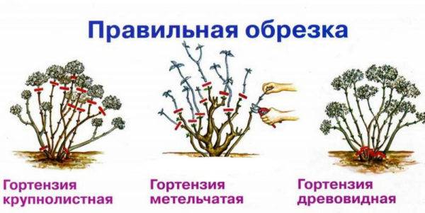 Уход за гортензией осенью: подготовка к зиме, сроки