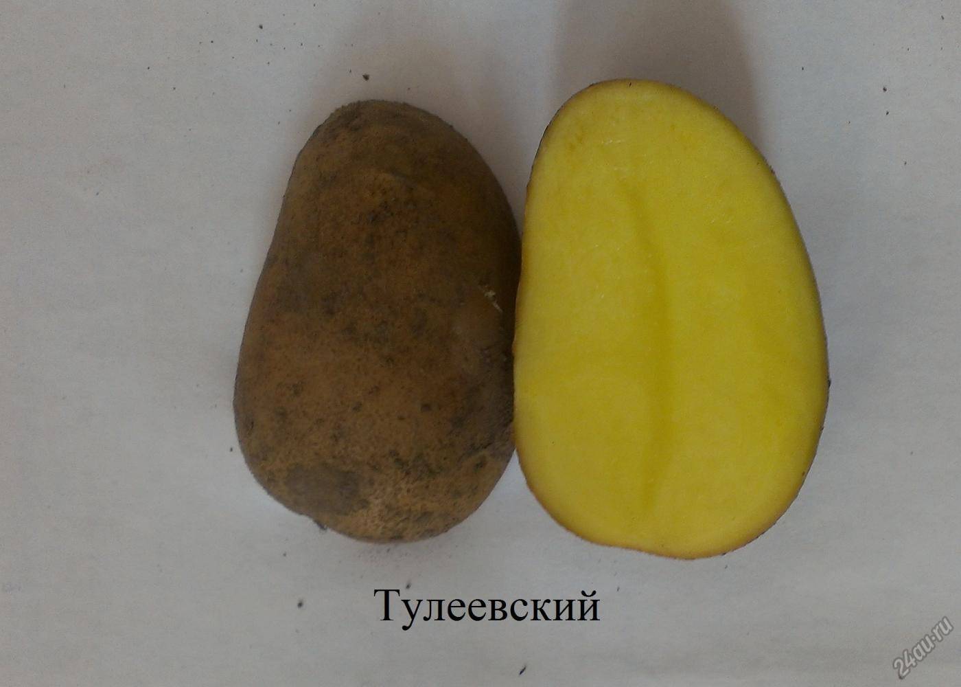 Сорт картофеля Тулеевский