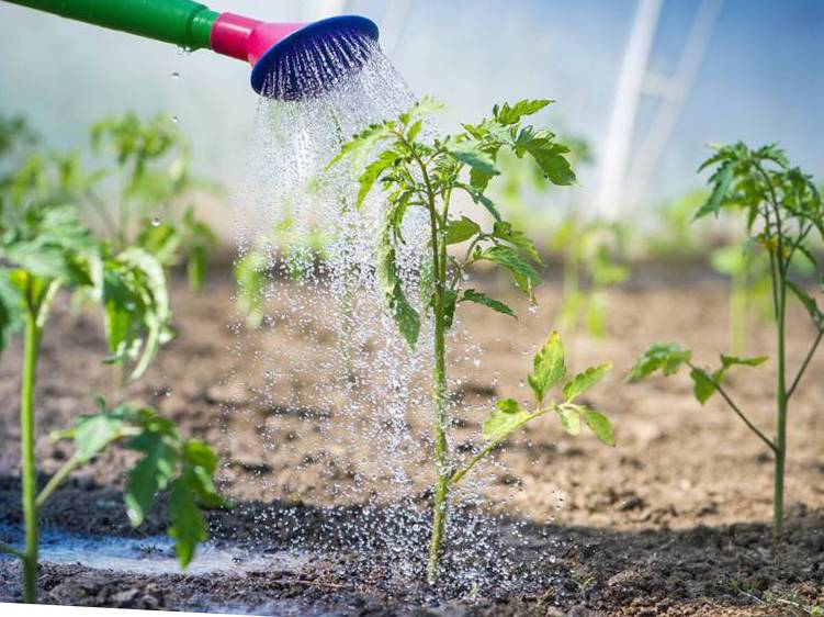 Как поливать рассаду помидоров - полив томатов, основные правила и сроки полива в домашних условиях на подоконнике | спутниковые технологии