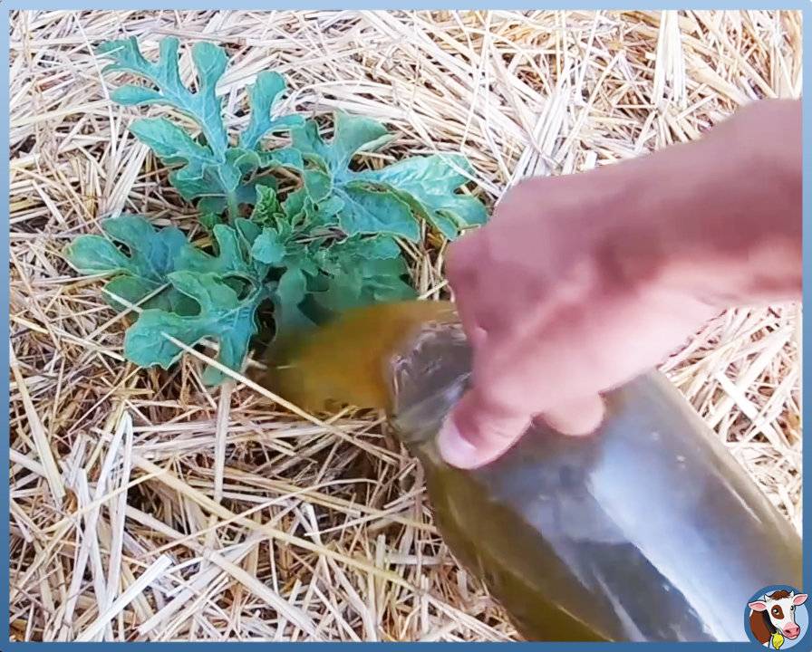 Как правильно развести и подкормить помидоры коровяком, советы бывалых садоводов