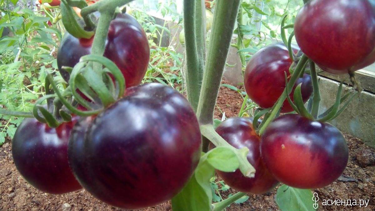 Лучшие, новые, перспективные сорта малины для средней полосы россии